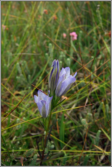 Marsh Gentian, Gentiana pneumonanthe