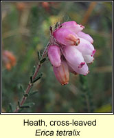 Heath, Cross-leaved, Erica tetralix