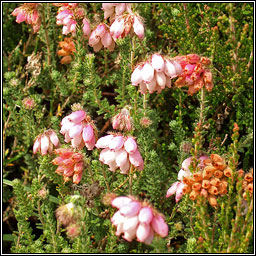 Cross-leaved Heath, Erica tetralix