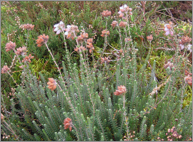 Cross-leaved Heath, Erica tetralix