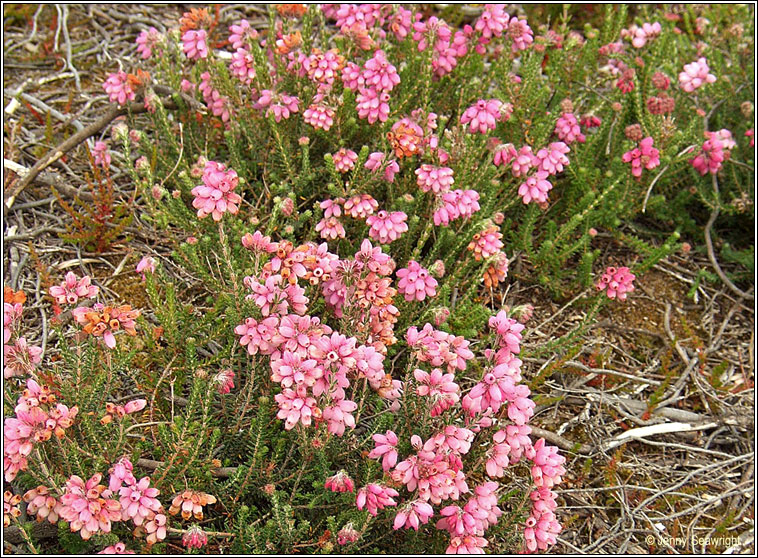 Cross-leaved Heath, Erica tetralix