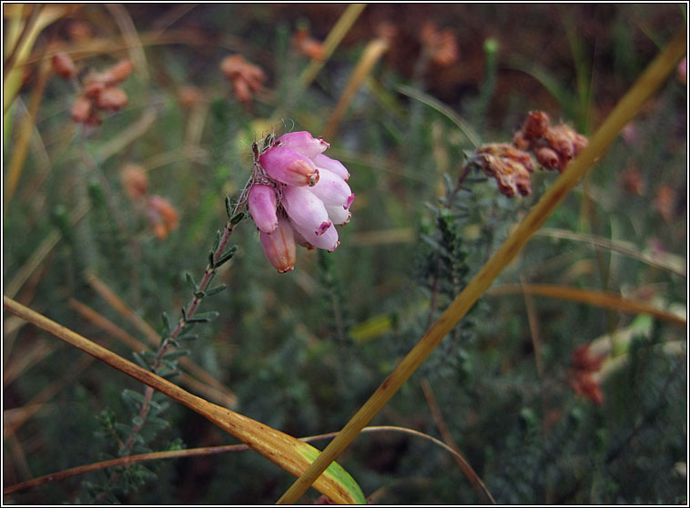 Cross-leaved Heath, Erica tetralix