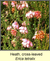 Heath, Cross-leaved, Erica tetralix