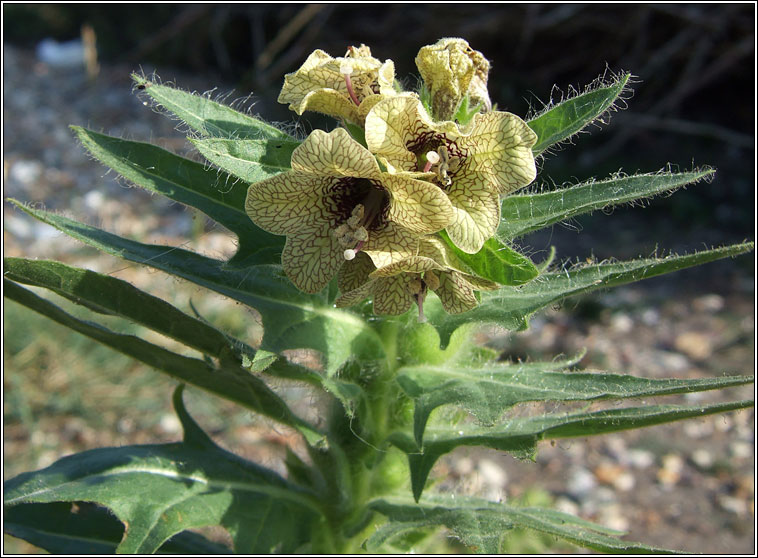 Henbane, Hyoscyamus niger