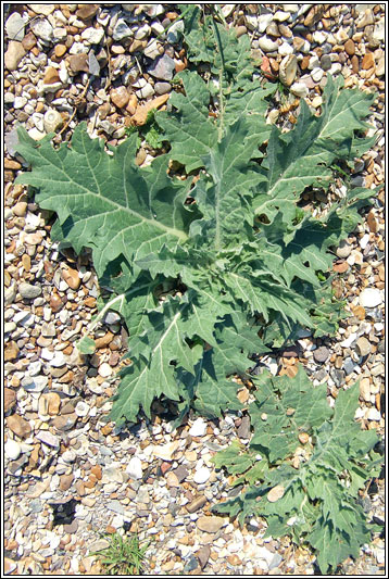 Henbane, Hyoscyamus niger