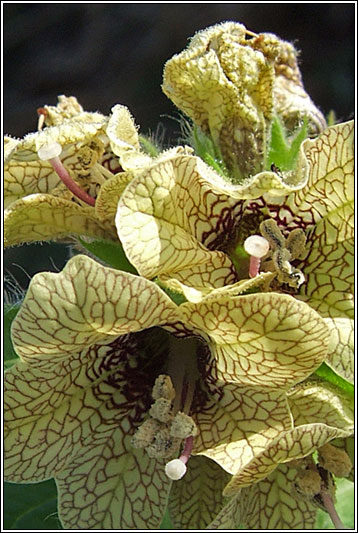 Henbane, Hyoscyamus niger