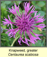 Knapweed, Greater, Centaurea scabiosa