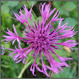 Greater Knapweed, Centaurea scabiosa