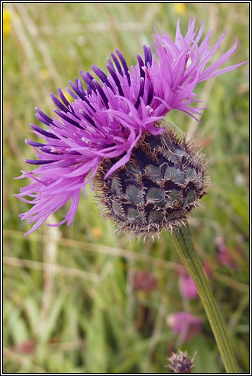 Greater Knapweed, Centaurea scabiosa