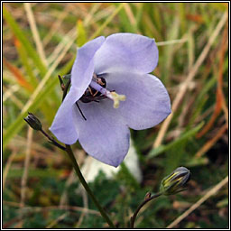 Harebell, Campanula rotundifolia