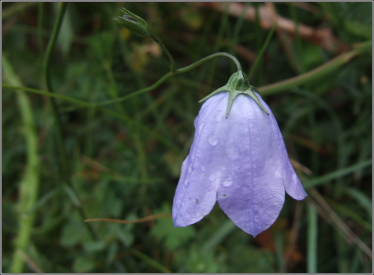 Harebell, Campanula rotundifolia