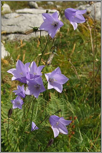 Harebell, Campanula rotundifolia