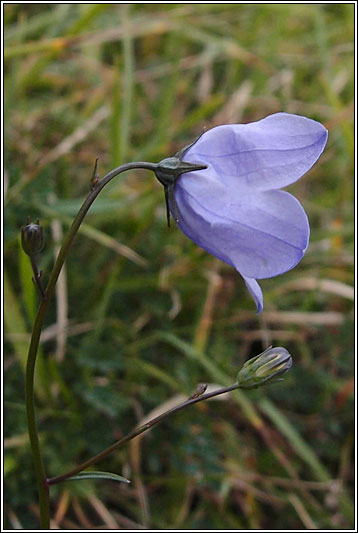 Harebell, Campanula rotundifolia