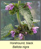 Horehound, black, Ballota nigra