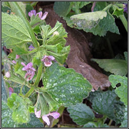 Black Horehound, Ballota nigra