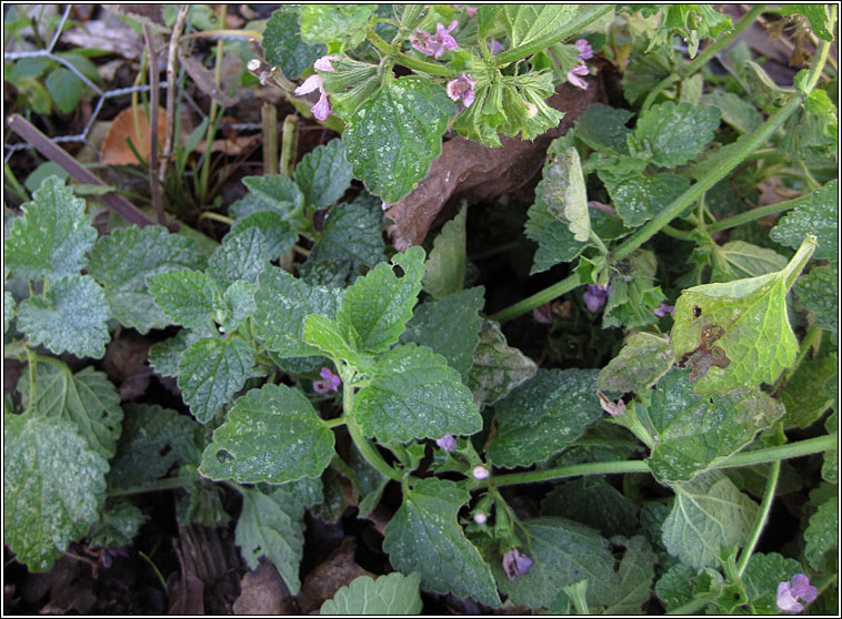 Black Horehound, Ballota nigra