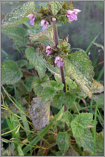 Black Horehound, Ballota nigra