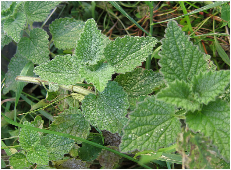 Black Horehound, Ballota nigra