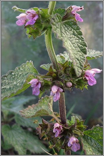 Black Horehound, Ballota nigra