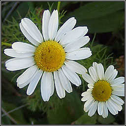 Scentless Mayweed, Tripleurospermum inodorum