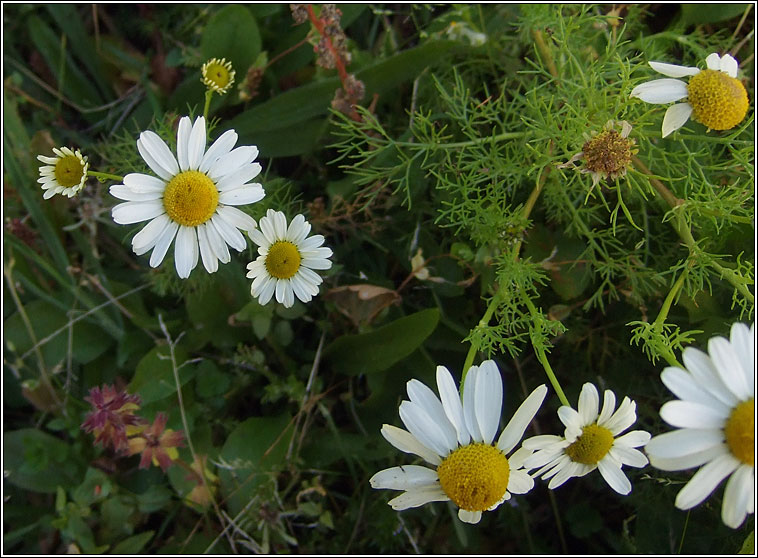 Scentless Mayweed, Tripleurospermum inodorum