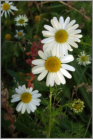 Scentless Mayweed, Tripleurospermum inodorum