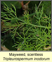 Mayweed, scentless, Tripleurspernum inodorum