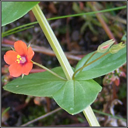 Scarlet Pimpernel, Anagallis arvensis