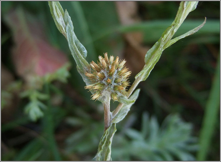 Common Cudweed, Filago vulgaris