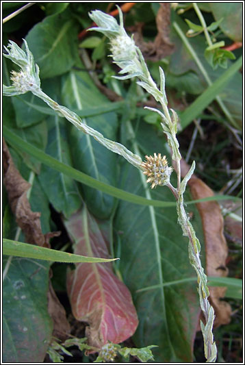 Common Cudweed, Filago vulgaris