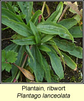 Plantain, ribwort, Plantago lanceolata