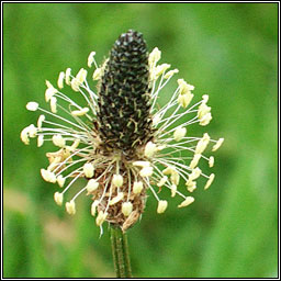 Ribwort Plantain, Plantago lanceolata