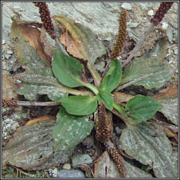 Greater Plantain, Plantago major