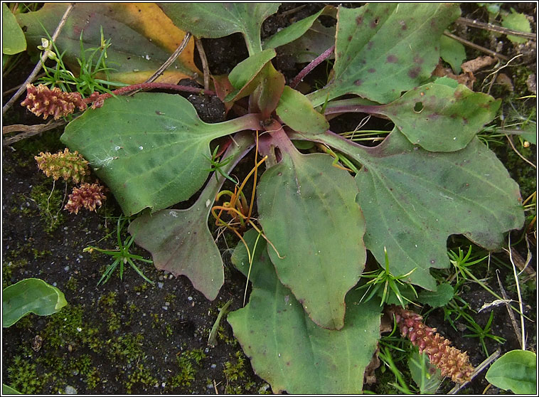 Greater Plantain, Plantago major