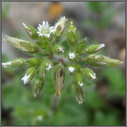 Sticky Mouse-ear, Cerastium glomeratum