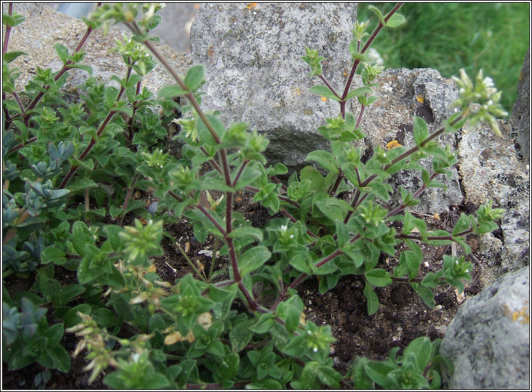 Sticky Mouse-ear, Cerastium glomeratum