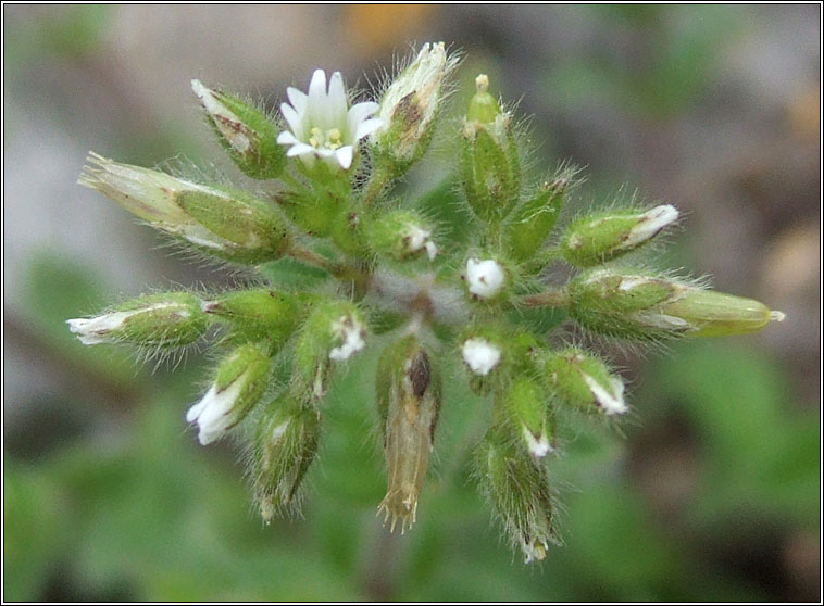 Sticky Mouse-ear, Cerastium glomeratum