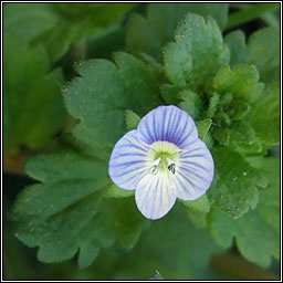 Common Field-speedwell, Veronica persica