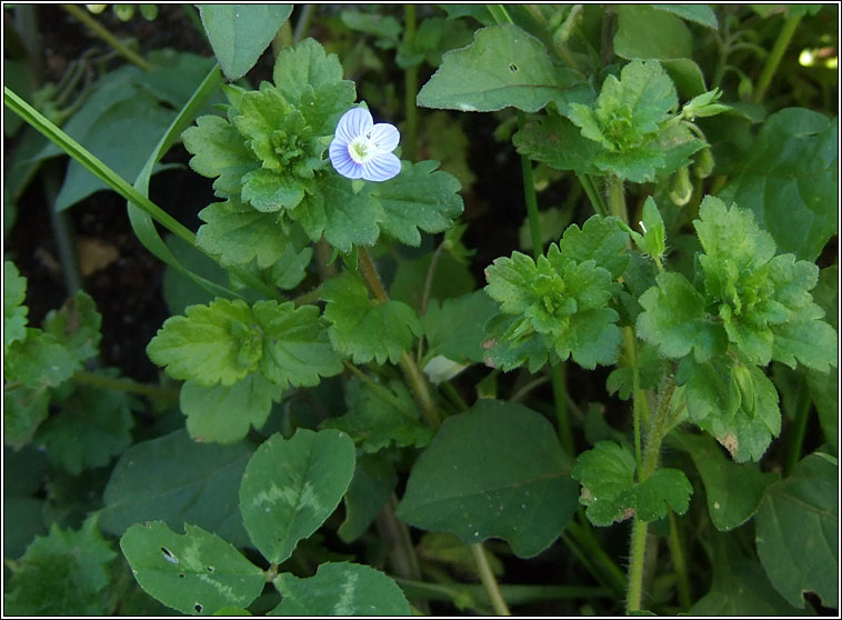 Common Field-speedwell, Veronica persica