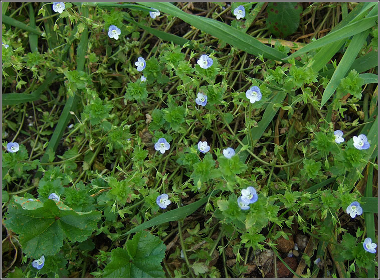 Common Field-speedwell, Veronica persica