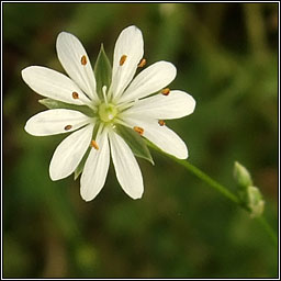 Lesser Stitchwort, Stellaria graminea