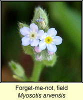 Forget-me-not, field, Mysotis arvensis