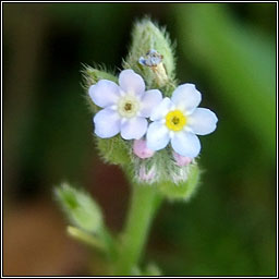 Field Forget-me-not, Myosotis arvensis