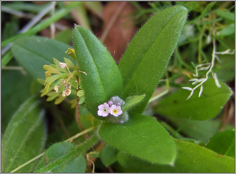 Field Forget-me-not, Myosotis arvensis