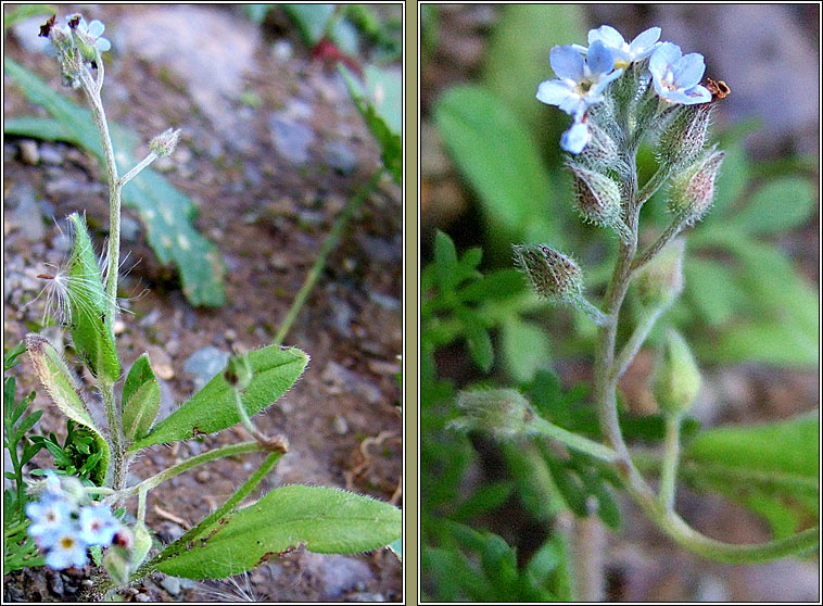 Field Forget-me-not, Myosotis arvensis