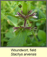 Woundwort, field, Stachys arvensis