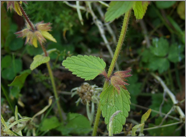 Field Woundwort, Stachys arvensis