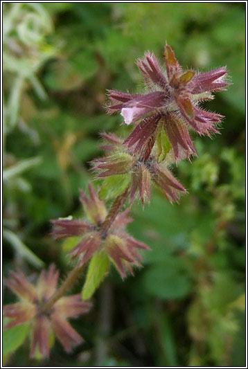 Field Woundwort, Stachys arvensis