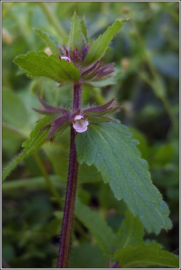 Field Woundwort, Stachys arvensis