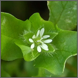 Common Chickweed, Stellaria media